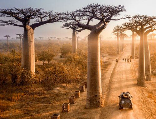 Huile De Baobab : L’arbre Inversé Pour Un Soin De La Peau Parfait