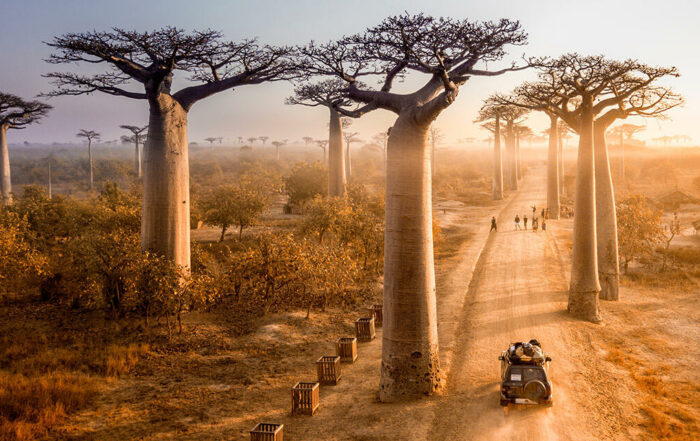 huile de baobab