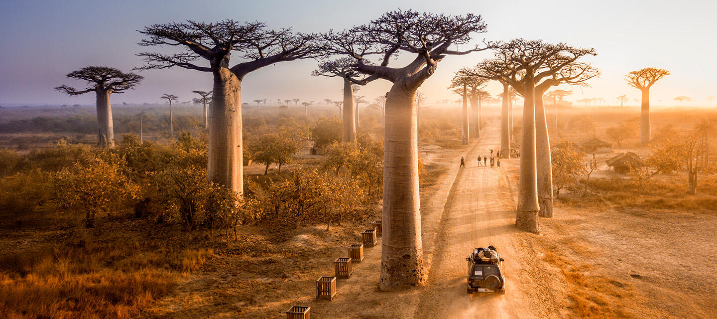 huile de baobab